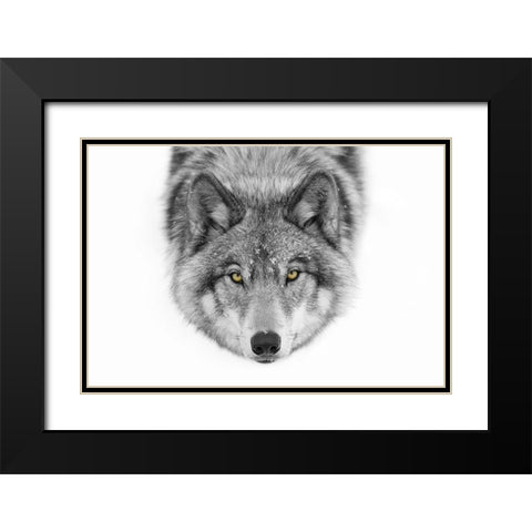Yellow eyes Timber Wolf Black Modern Wood Framed Art Print with Double Matting by Cumming, Jim