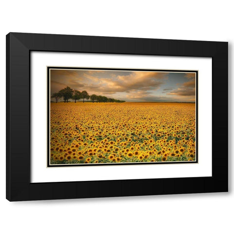 Sunflowers Black Modern Wood Framed Art Print with Double Matting by Krol (Bax), Piotr