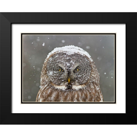 Great Grey Owl Winter Portrait Black Modern Wood Framed Art Print with Double Matting by Costina, Mircea