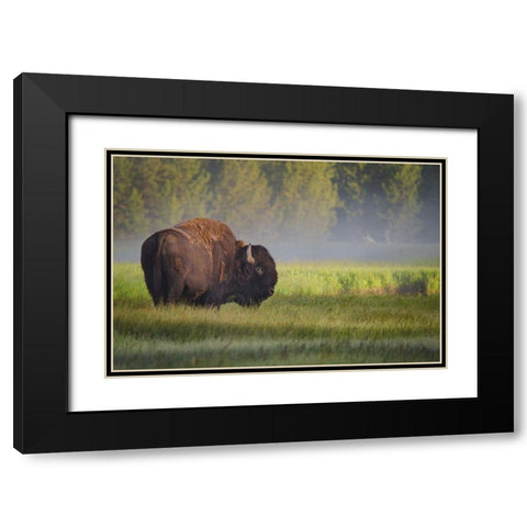 Bison in Morning Light Black Modern Wood Framed Art Print with Double Matting by Biswas, Sandipan