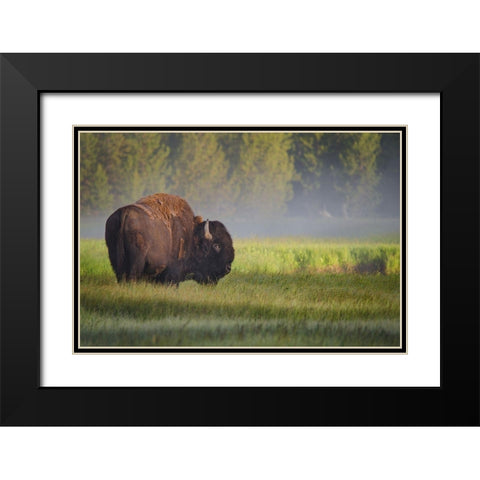 Bison in Morning Light Black Modern Wood Framed Art Print with Double Matting by Biswas, Sandipan
