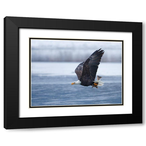 Bald Eagle Black Modern Wood Framed Art Print with Double Matting by Waldmann, Shlomo