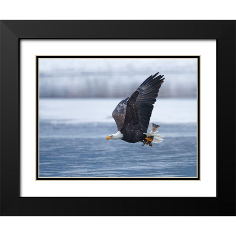 Bald Eagle Black Modern Wood Framed Art Print with Double Matting by Waldmann, Shlomo