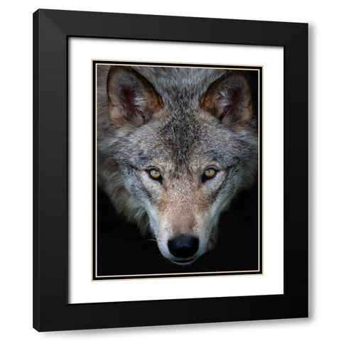 All the better to see you, Timber Wolf Black Modern Wood Framed Art Print with Double Matting by Cumming, Jim
