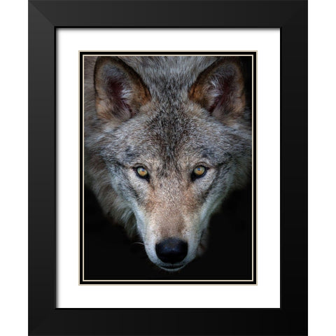 All the better to see you, Timber Wolf Black Modern Wood Framed Art Print with Double Matting by Cumming, Jim