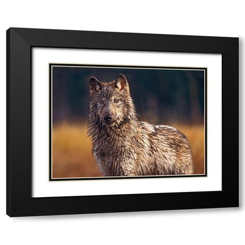 Gray wolf Black Modern Wood Framed Art Print with Double Matting by Fitzharris, Tim
