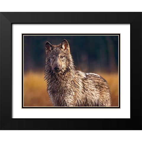 Gray wolf Black Modern Wood Framed Art Print with Double Matting by Fitzharris, Tim