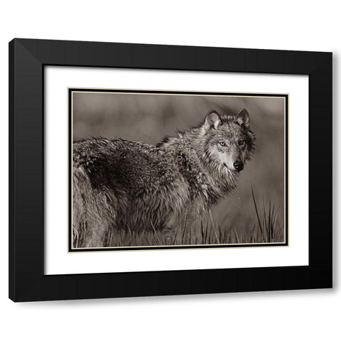 Gray wolf in marsh Sepia Black Modern Wood Framed Art Print with Double Matting by Fitzharris, Tim