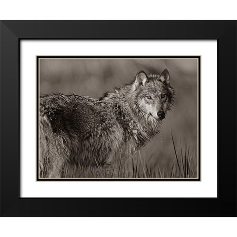 Gray wolf in marsh Sepia Black Modern Wood Framed Art Print with Double Matting by Fitzharris, Tim