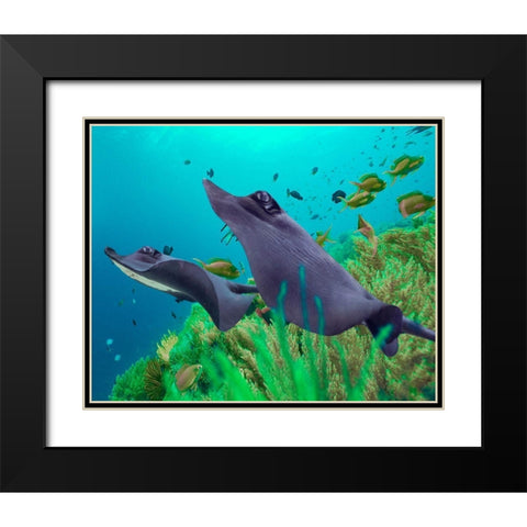Blue Skates-Balicasag Island-Philippines Black Modern Wood Framed Art Print with Double Matting by Fitzharris, Tim