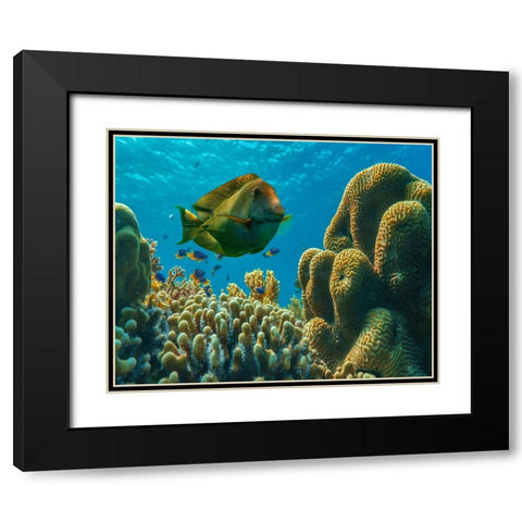 Tang fish and brain coral-Bohol Philippines Black Modern Wood Framed Art Print with Double Matting by Fitzharris, Tim