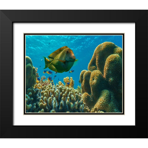 Tang fish and brain coral-Bohol Philippines Black Modern Wood Framed Art Print with Double Matting by Fitzharris, Tim