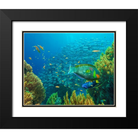Jackfish-moon wrasse-parrot fish-Balicasag Island-Philippines Black Modern Wood Framed Art Print with Double Matting by Fitzharris, Tim