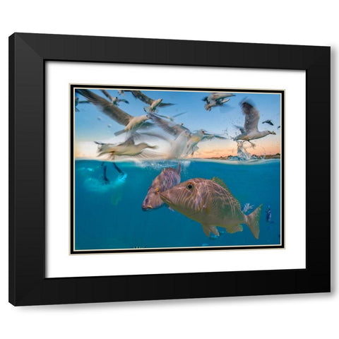 Snapper and gulls-Coral Coast-Western Australia Black Modern Wood Framed Art Print with Double Matting by Fitzharris, Tim