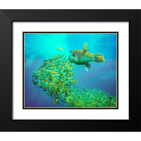 Puffer fish and yellow snapper-Miniloc Island-Palawan-Philippines Black Modern Wood Framed Art Print with Double Matting by Fitzharris, Tim