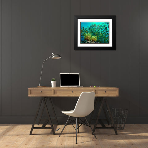 Yellow snapper school above coral-Miniloc Island-Palawan-Philippines Black Modern Wood Framed Art Print with Double Matting by Fitzharris, Tim