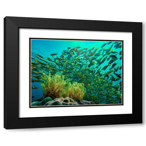 Yellow snapper school above coral-Miniloc Island-Palawan-Philippines Black Modern Wood Framed Art Print with Double Matting by Fitzharris, Tim