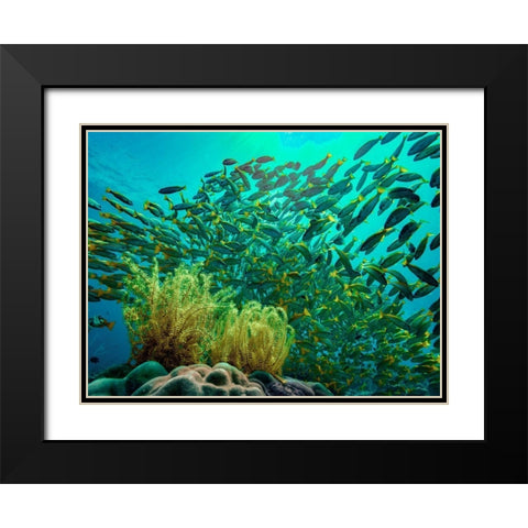 Yellow snapper school above coral-Miniloc Island-Palawan-Philippines Black Modern Wood Framed Art Print with Double Matting by Fitzharris, Tim