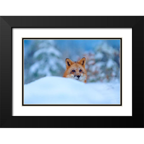 Red Fox in Snow Black Modern Wood Framed Art Print with Double Matting by Fitzharris, Tim