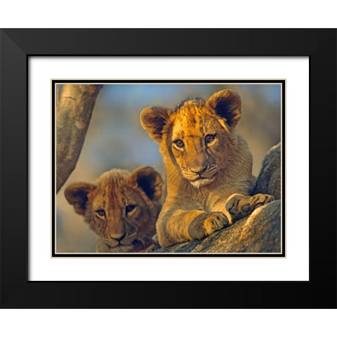 African Lion babies Black Modern Wood Framed Art Print with Double Matting by Fitzharris, Tim