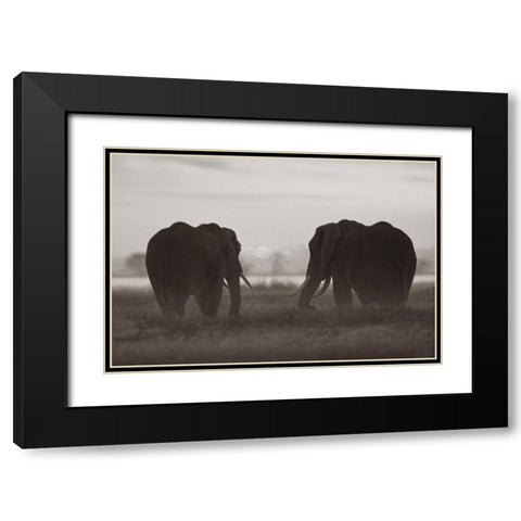 African Elephants at sunrise-Amboseli National Reserve-Kenya Sepia Black Modern Wood Framed Art Print with Double Matting by Fitzharris, Tim