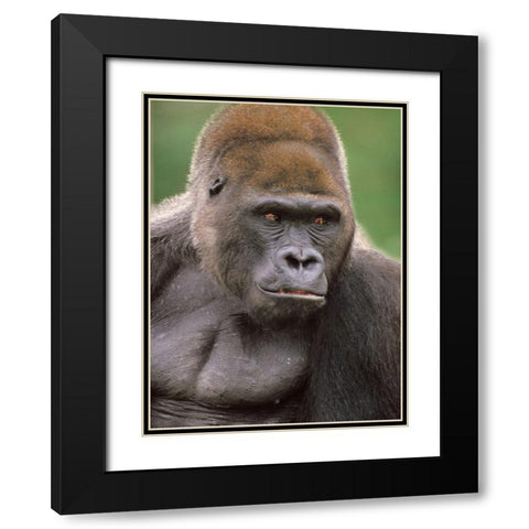 Gorilla Black Modern Wood Framed Art Print with Double Matting by Fitzharris, Tim