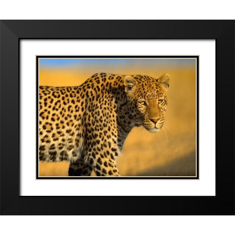 Leopard-Kenya Black Modern Wood Framed Art Print with Double Matting by Fitzharris, Tim