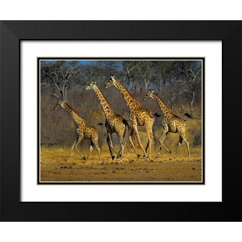 Masai giraffes running Black Modern Wood Framed Art Print with Double Matting by Fitzharris, Tim