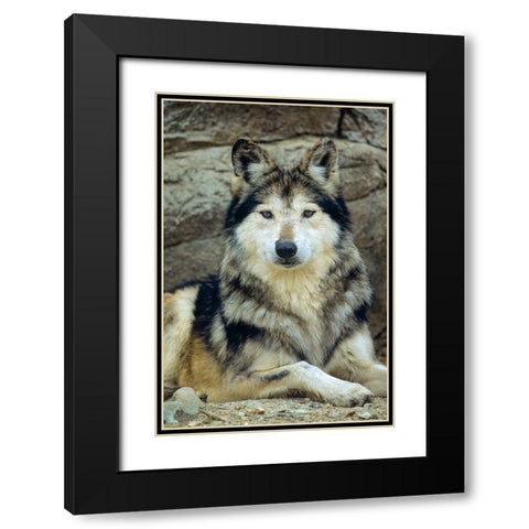 Mexican gray wolf Black Modern Wood Framed Art Print with Double Matting by Fitzharris, Tim