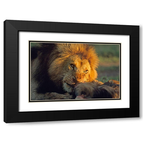 African Lion feeding Black Modern Wood Framed Art Print with Double Matting by Fitzharris, Tim