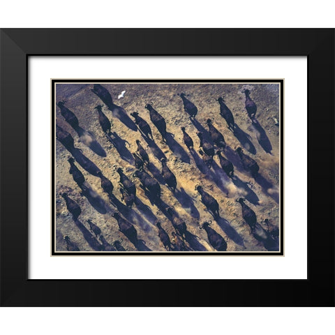 African buffalo stampede Black Modern Wood Framed Art Print with Double Matting by Fitzharris, Tim