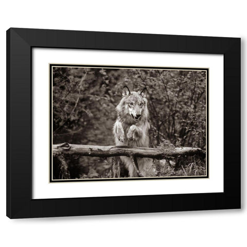 Gray wolf Sepia Black Modern Wood Framed Art Print with Double Matting by Fitzharris, Tim