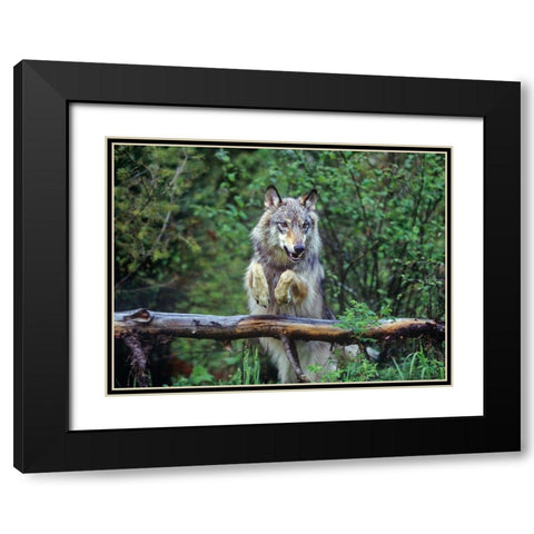 Gray wolf Black Modern Wood Framed Art Print with Double Matting by Fitzharris, Tim