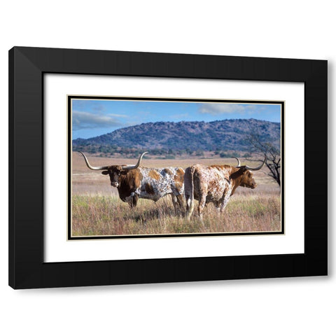 Longhorn cattle Black Modern Wood Framed Art Print with Double Matting by Fitzharris, Tim
