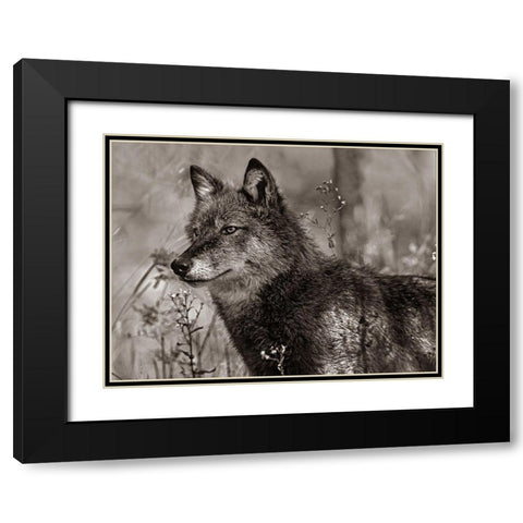 Gray wolf Sepia Black Modern Wood Framed Art Print with Double Matting by Fitzharris, Tim