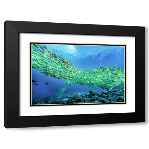 Yellow snapper school-Miniloc Island-Palawan-Philippines Black Modern Wood Framed Art Print with Double Matting by Fitzharris, Tim