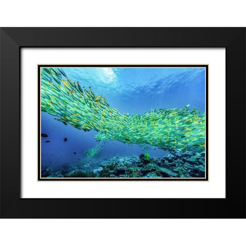 Yellow snapper school-Miniloc Island-Palawan-Philippines Black Modern Wood Framed Art Print with Double Matting by Fitzharris, Tim