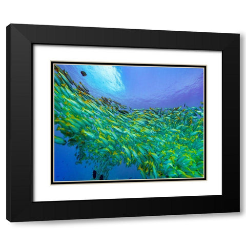 Yellow snapper school-Miniloc Island-Palawan-Philippines Black Modern Wood Framed Art Print with Double Matting by Fitzharris, Tim
