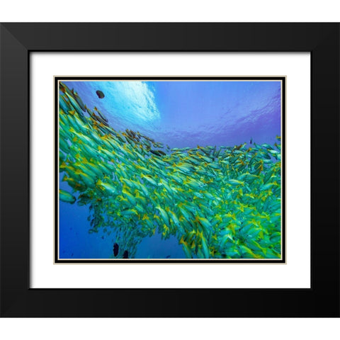 Yellow snapper school-Miniloc Island-Palawan-Philippines Black Modern Wood Framed Art Print with Double Matting by Fitzharris, Tim
