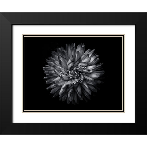 Backyard Flowers Black and White 20 Black Modern Wood Framed Art Print with Double Matting by Carson, Brian