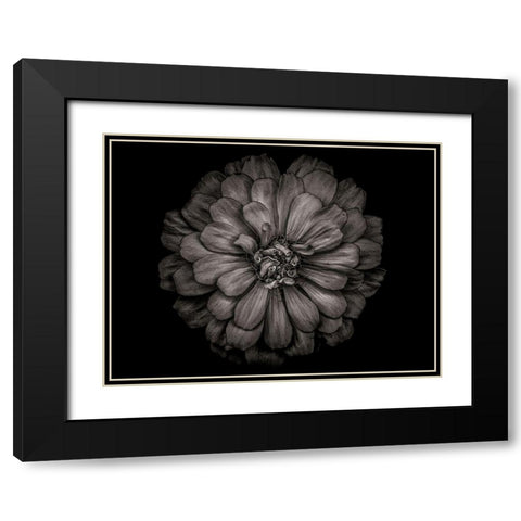 Backyard Flowers Black and White 86 Black Modern Wood Framed Art Print with Double Matting by Carson, Brian