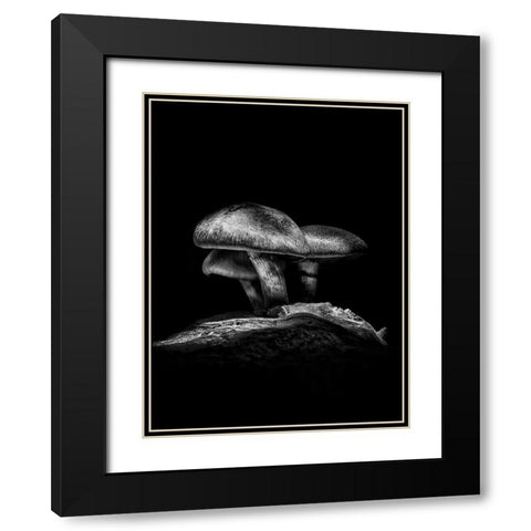 Toadstools on a Toronto Trail No 3 Black Modern Wood Framed Art Print with Double Matting by Carson, Brian
