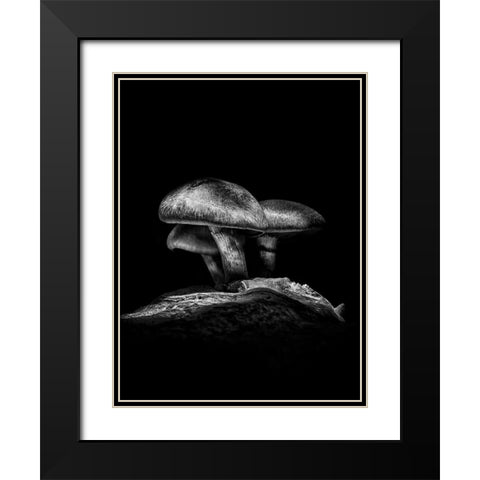 Toadstools on a Toronto Trail No 3 Black Modern Wood Framed Art Print with Double Matting by Carson, Brian