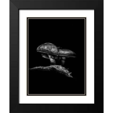 Toadstools on a Toronto Trail No 4 Black Modern Wood Framed Art Print with Double Matting by Carson, Brian