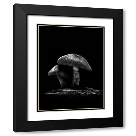 Toadstools on a Toronto Trail No 6 Black Modern Wood Framed Art Print with Double Matting by Carson, Brian
