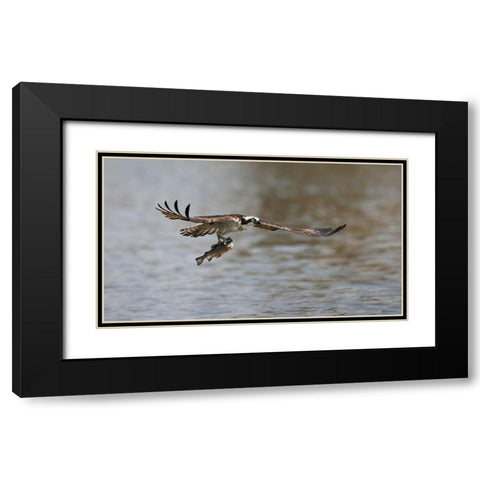 Successful catch Black Modern Wood Framed Art Print with Double Matting by Chang, Phillip