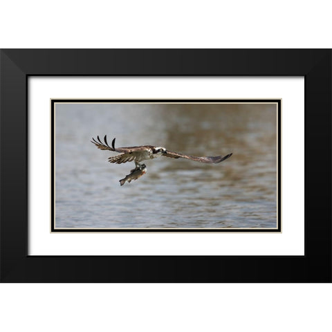 Successful catch Black Modern Wood Framed Art Print with Double Matting by Chang, Phillip