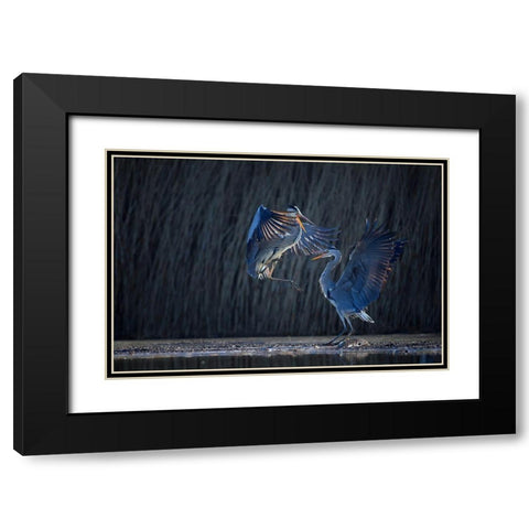 Grey heron Black Modern Wood Framed Art Print with Double Matting by Chang, Phillip
