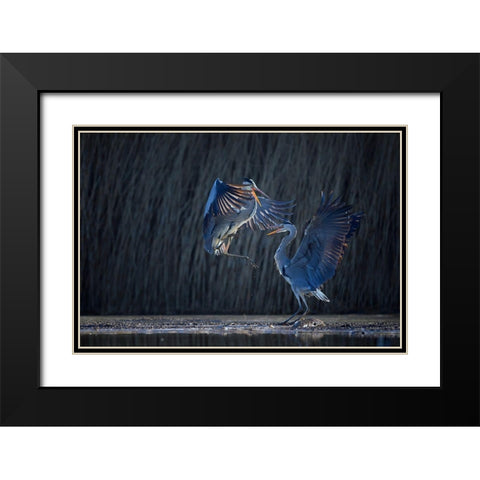 Grey heron Black Modern Wood Framed Art Print with Double Matting by Chang, Phillip