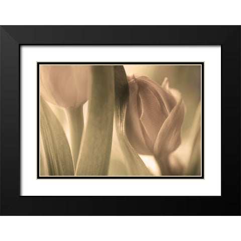 Tulips Black Modern Wood Framed Art Print with Double Matting by Wallberg, Allan